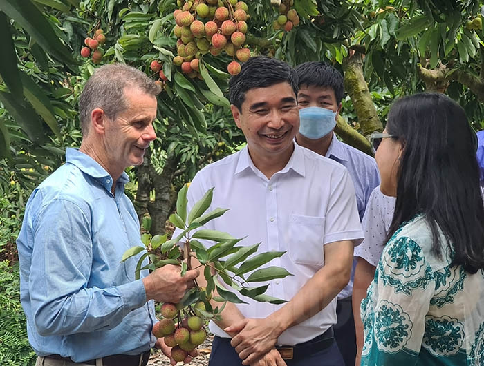 Connecting businesses to sell thieu lychees